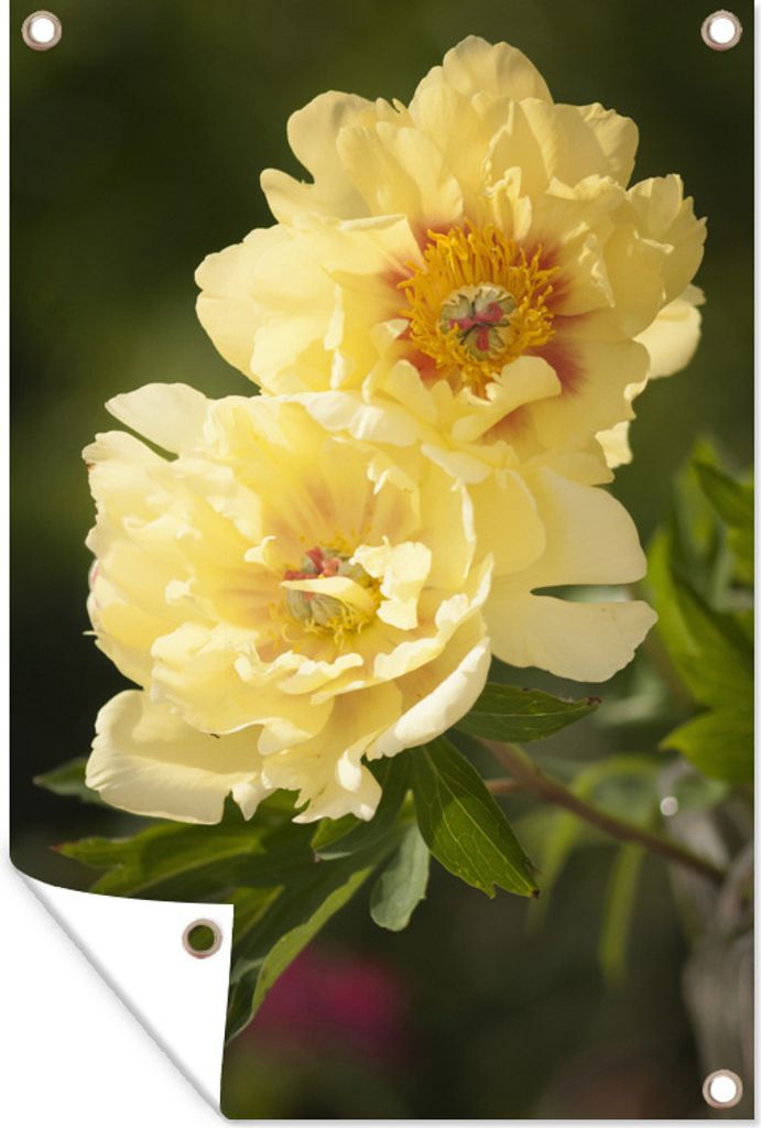 MuchoWow 80x120 cm Outdoor-Poster Gartendeko Sichtschutz Garten Poster für den Garten Zwei gelbe Pfingstrosen