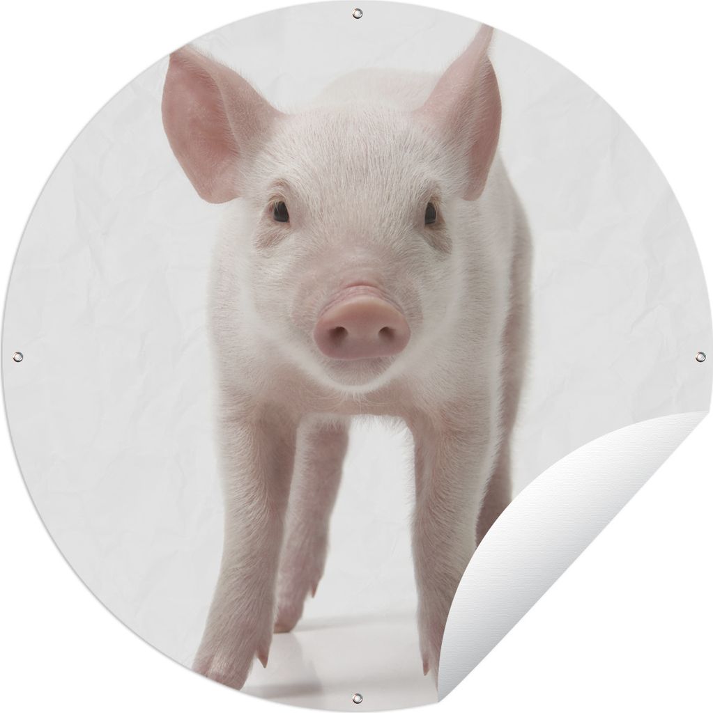 MuchoWow Gartenposter Outdoor-Poster Rund Schwein - Tiere - Weiß Ø 120 cm Gartendeko Rundes Poster draußen