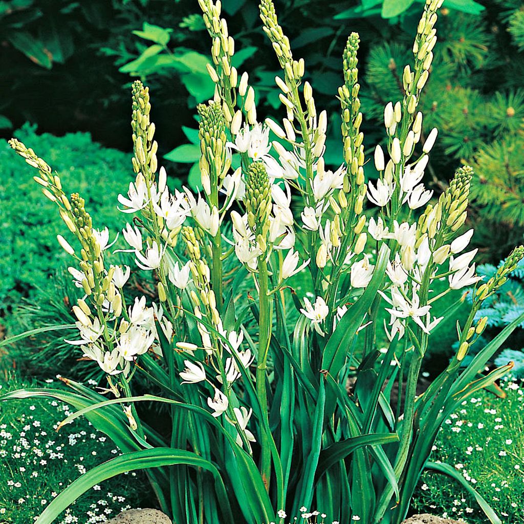 Bulbi di Camassia Fiori Bulbi di fiori bianchi 1 pz. Immagine del prodotto 