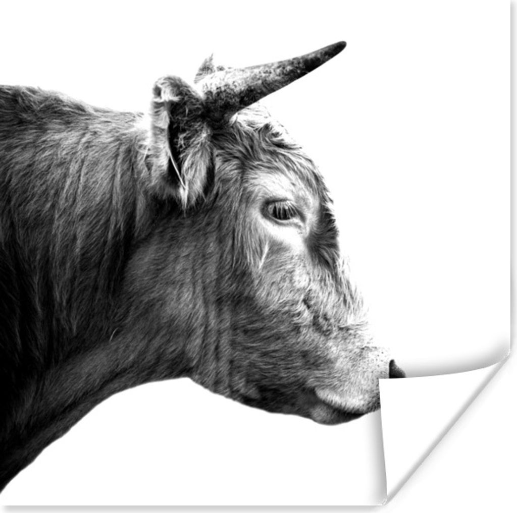 MuchoWow Poster Schottischer Highlander - Horn - Schwarz - Weiß 30x30 cm - Wandposter - Printing