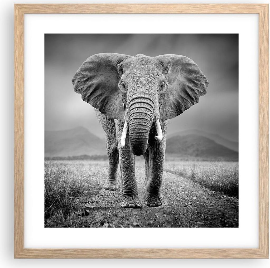 Gerahmtes Poster - Rahmen in heller Eiche - Elefant Wildnis Natur - 40x40 cm - Wand Bild - Wanddeko - Wandbilder - Kunstposter - Wandposter - Bilde...
