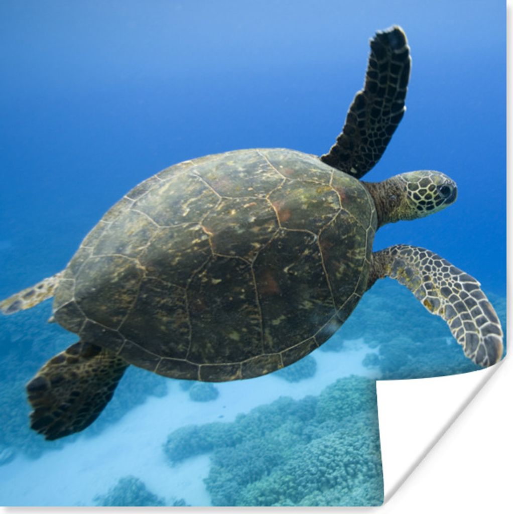 MuchoWow Poster Grüne schwimmende Schildkröte Fotodruck 30x30 cm - Wandposter - Printing