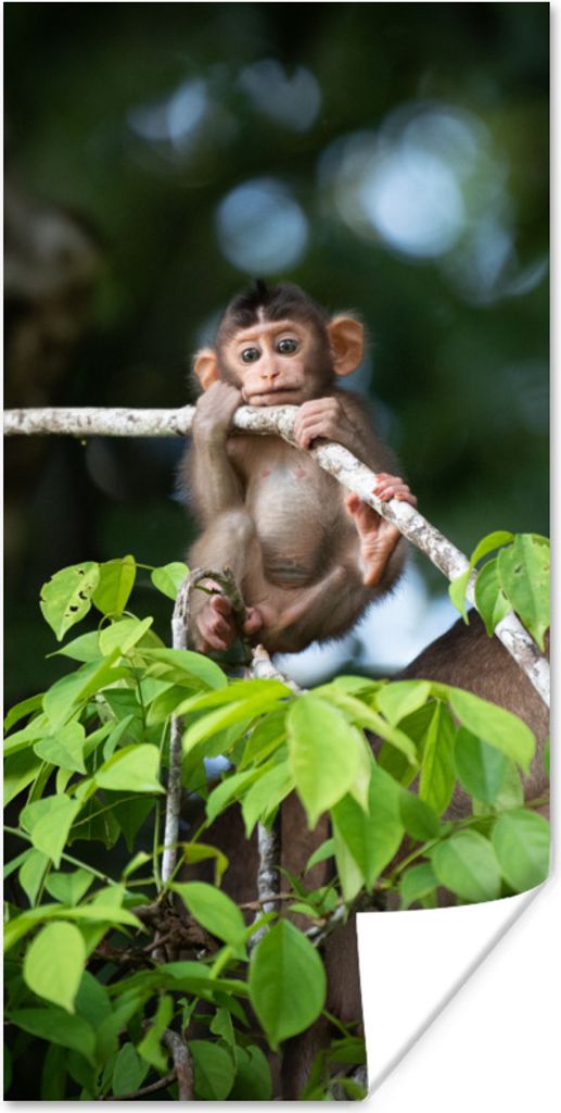 MuchoWow Poster Baby - Affe - Äste 80x160 cm - Kinderzimmer