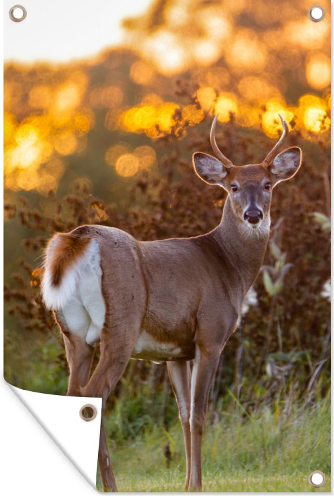 MuchoWow 60x90 cm Outdoor-Poster Gartendeko Sichtschutz Garten Poster für den Garten Hirsche - Pflanzen - Sonnenuntergang - Wildtiere - Natur