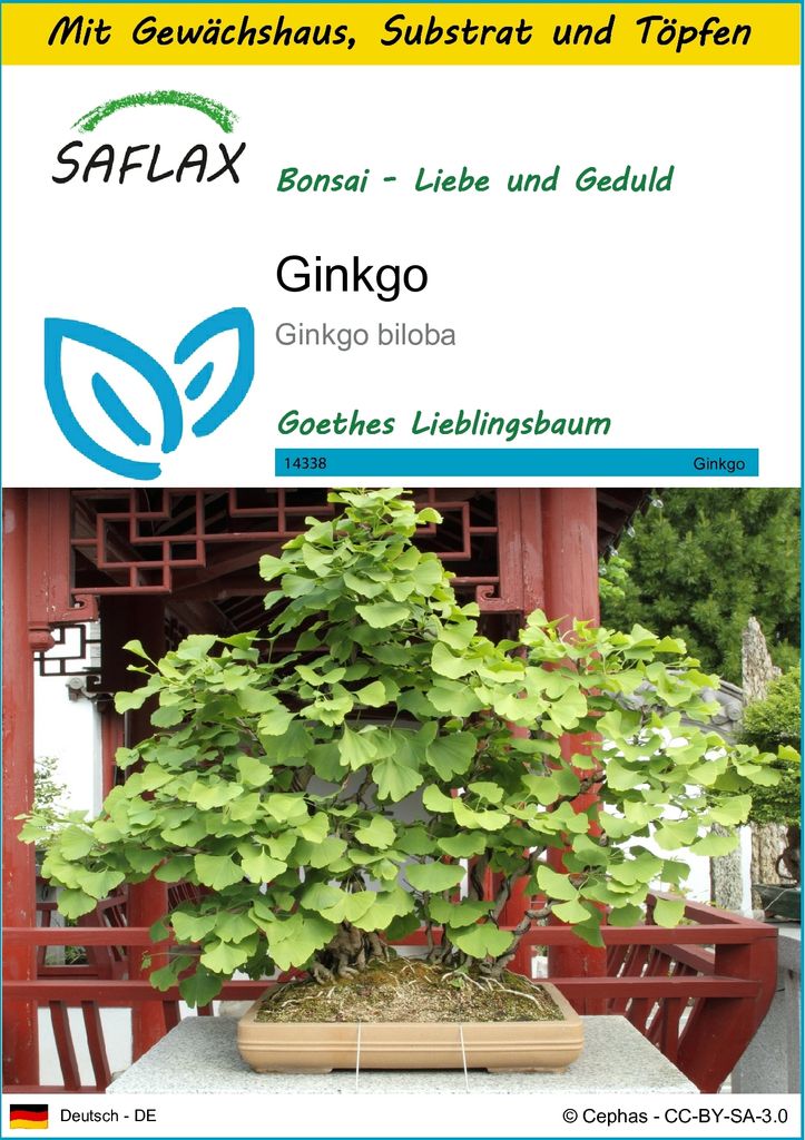 SAFLAX Anzucht Set - Ginkgo - Ginkgo biloba - 4 Samen - Mit Produktbild 