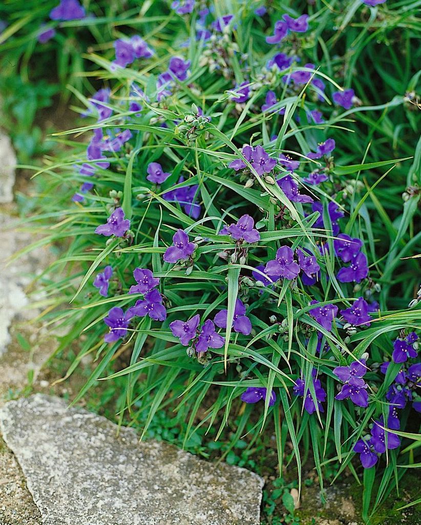 Tradescantia x andersoniana 'Leonora', ca. 9x9 cm Topf, dekorativ