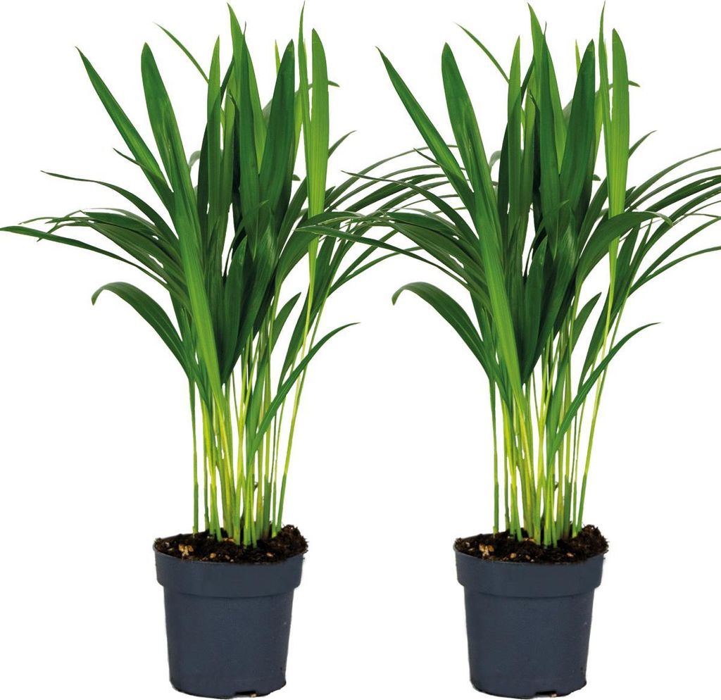 2x Dypsis Lutescens - Goldpalme - Zimmerpflanze - Pflegefreundlich – 12 cm - 20-25 cm