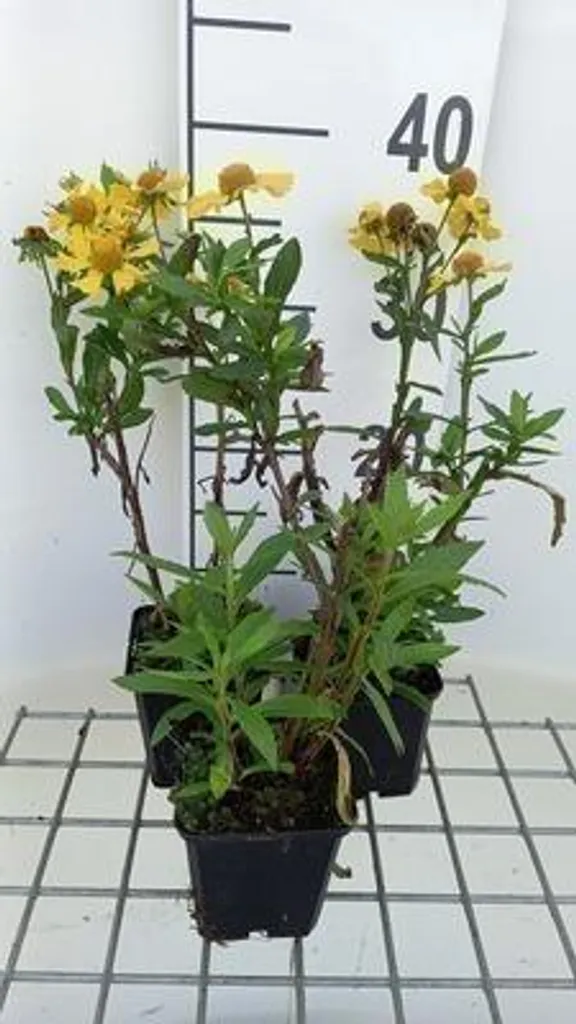 Aménagez vos Massifs avec 6 Helenium Sahin's Early Flowerer en Pot