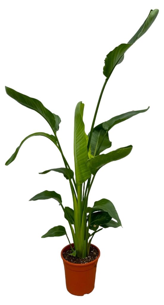 Trendyplants - Strelitzia Nicolai - Rajský pták - pokojová Obrázek produktu 