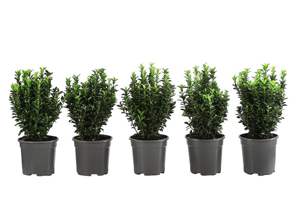 Dehner Säulen-Spindelstrauch Green Rocket, für 1 Meter Hecke, ca. 25 cm, 5 x 2 l Topf, Heckenpflanze