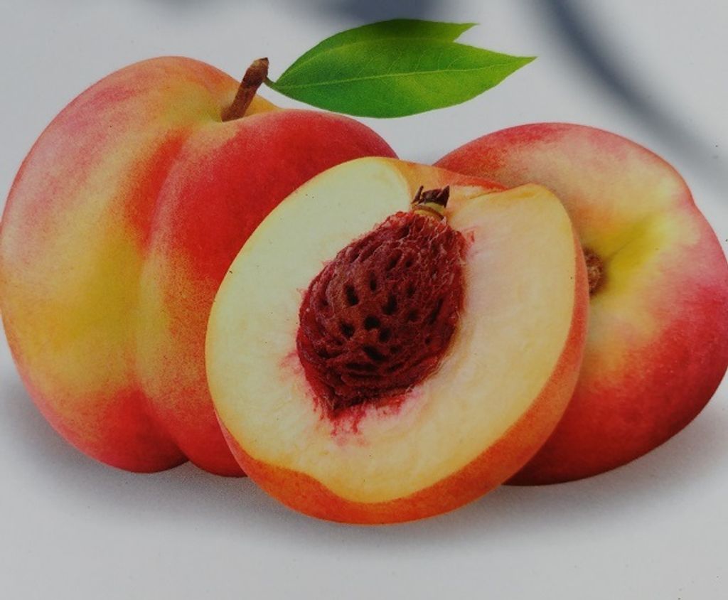 Pfirsichbaum `Suncrest´ , gelbfleischiger Pfirsich, Produktbild 