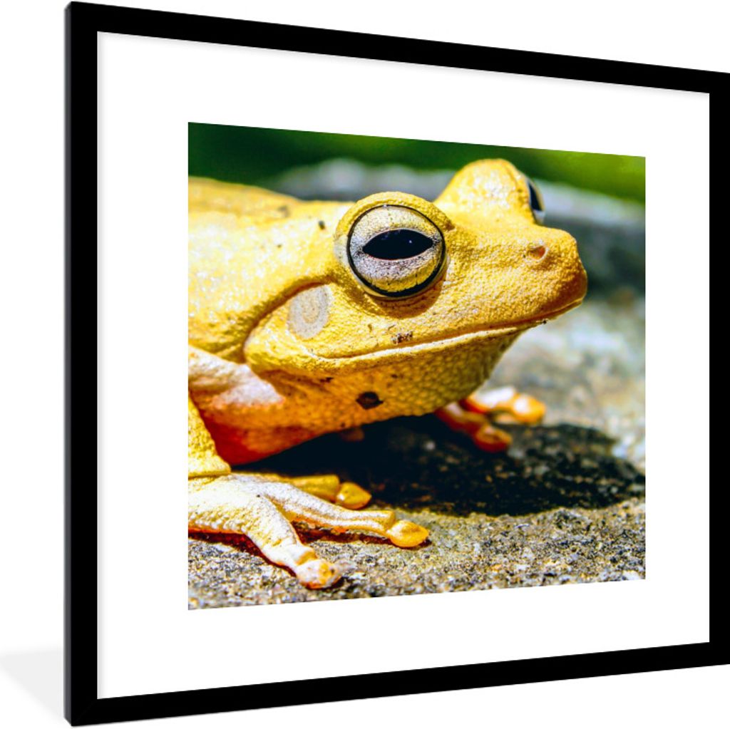 MuchoWow Gerahmtes Poster Gelber Frosch auf dem Boden sitzend 40x40 cm - Poster mit Schwarzem Bilderrahmen Wandposter Rahmen Foto Bilder - Poster...