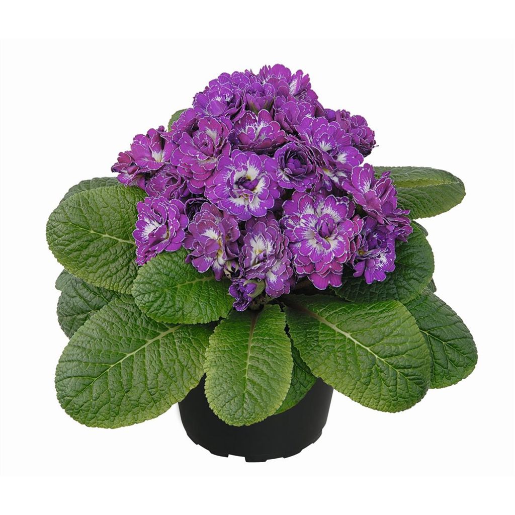 Rosenprimel BELARINA 'Lively Lilac' Primula Kaufland.de
