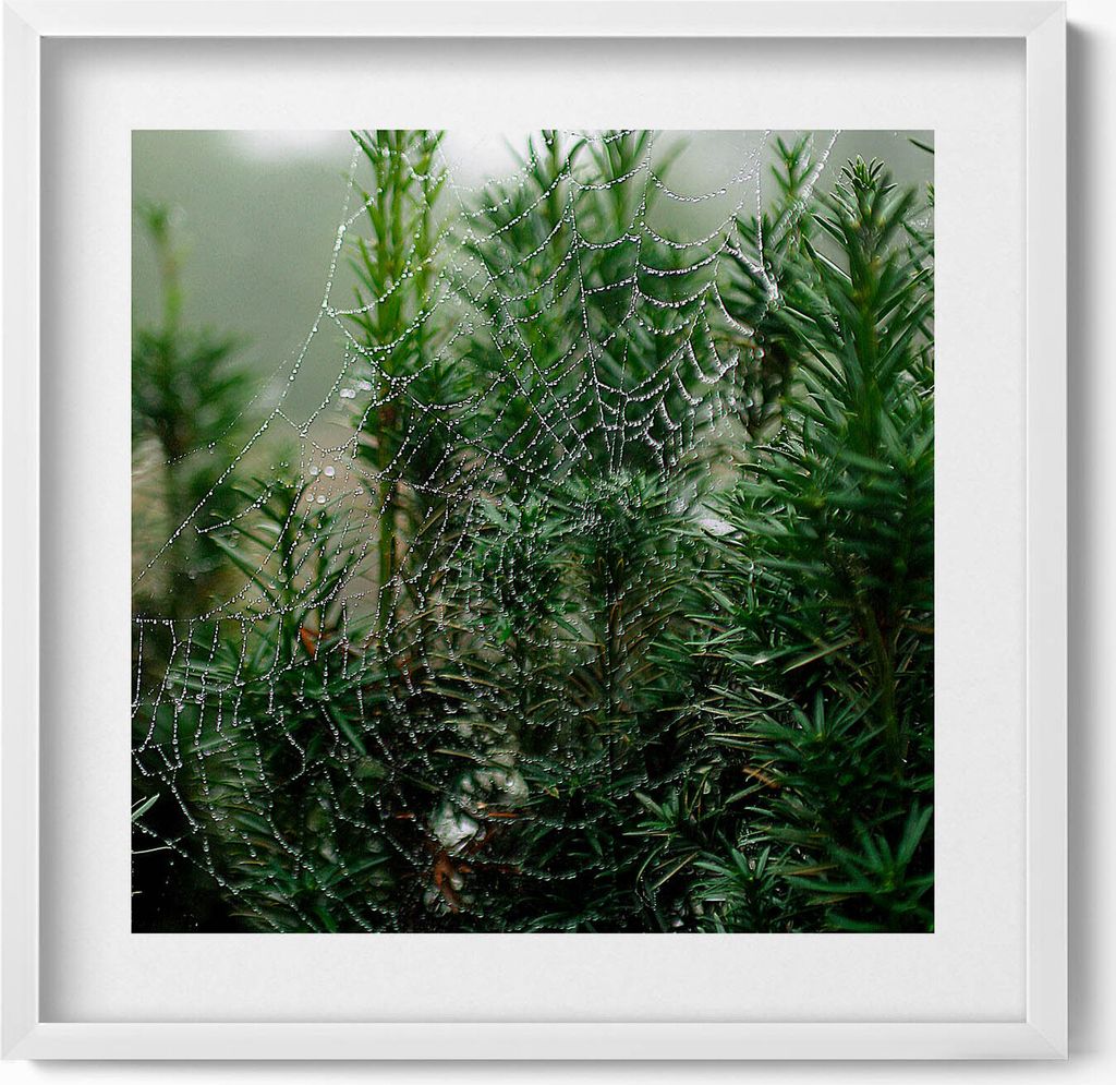 Ein Spinnennetz aus Tau an einem Baum– Wandbild mit Rahmen – Gerahmtes Bild – Wanddekoration – 50x50 cm – Weiß Rahmen