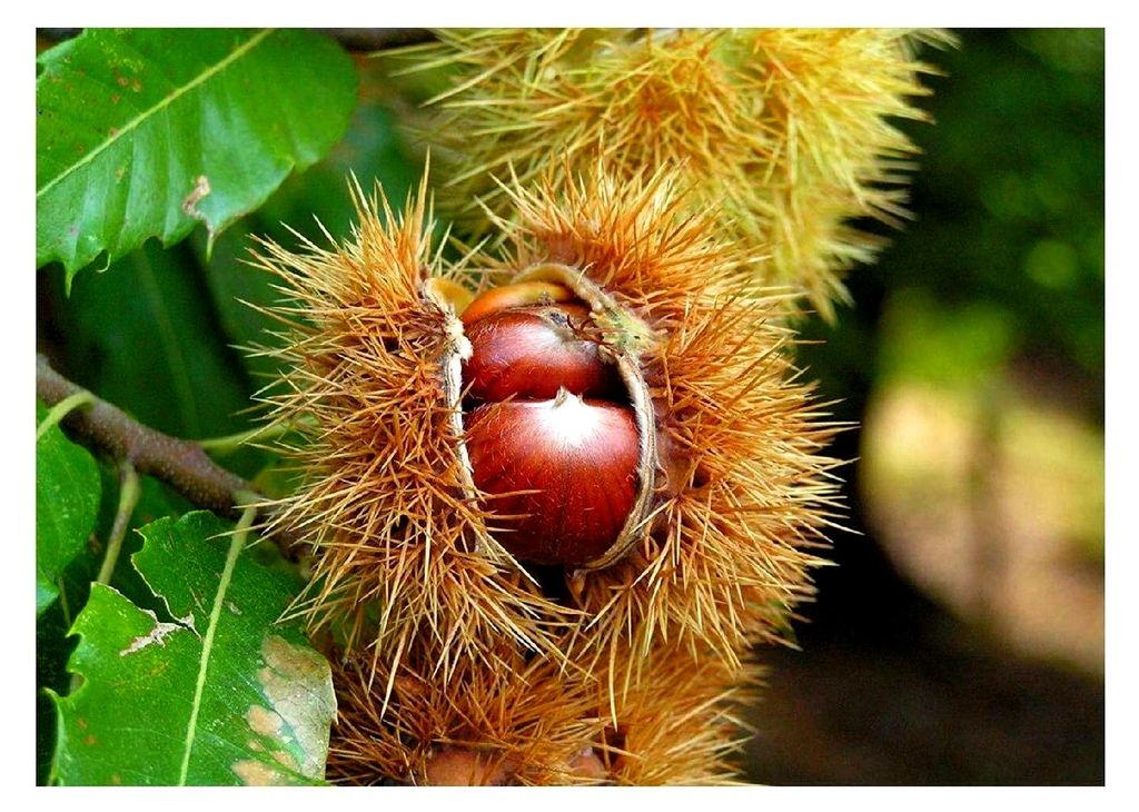 Edelkastanie Castanea sativa Pflanze 15-20cm
