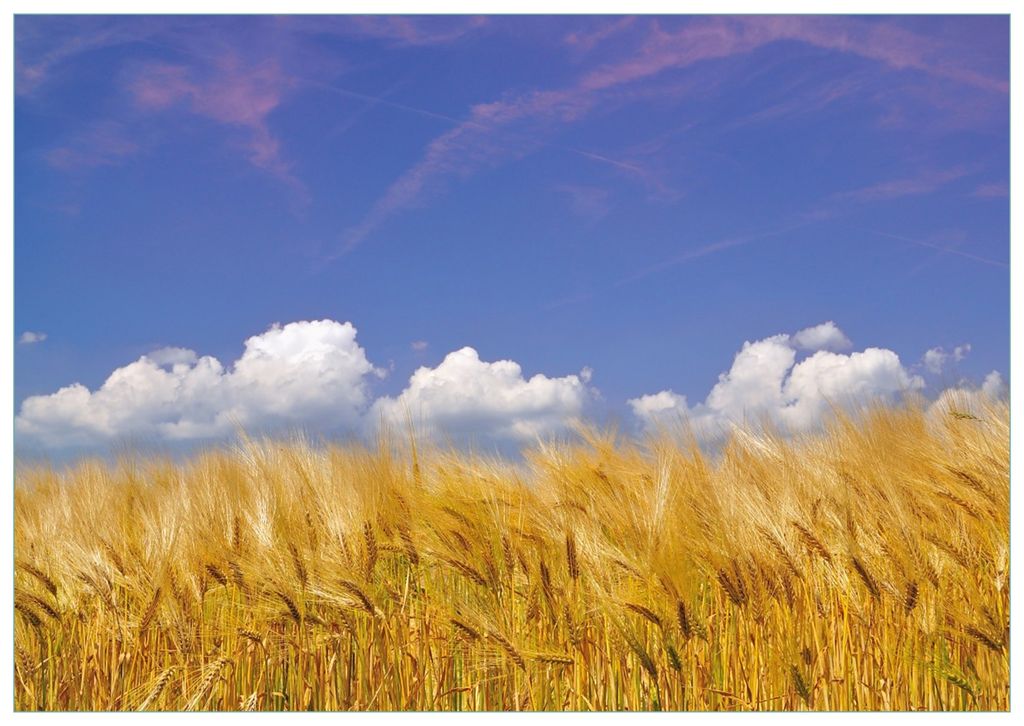Wallario Premium Glasbild, freischwebende Optik, kräftige Farben, Größe 100 x 70 cm Motiv Kornfeld unter blauem Himmel