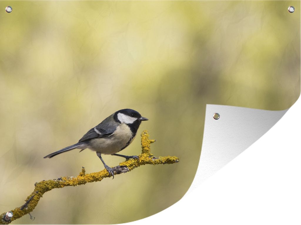 MuchoWow 40x30 cm Outdoor-Poster Gartendeko Sichtschutz Garten Poster für den Garten Meise auf moosbewachsenem Ast