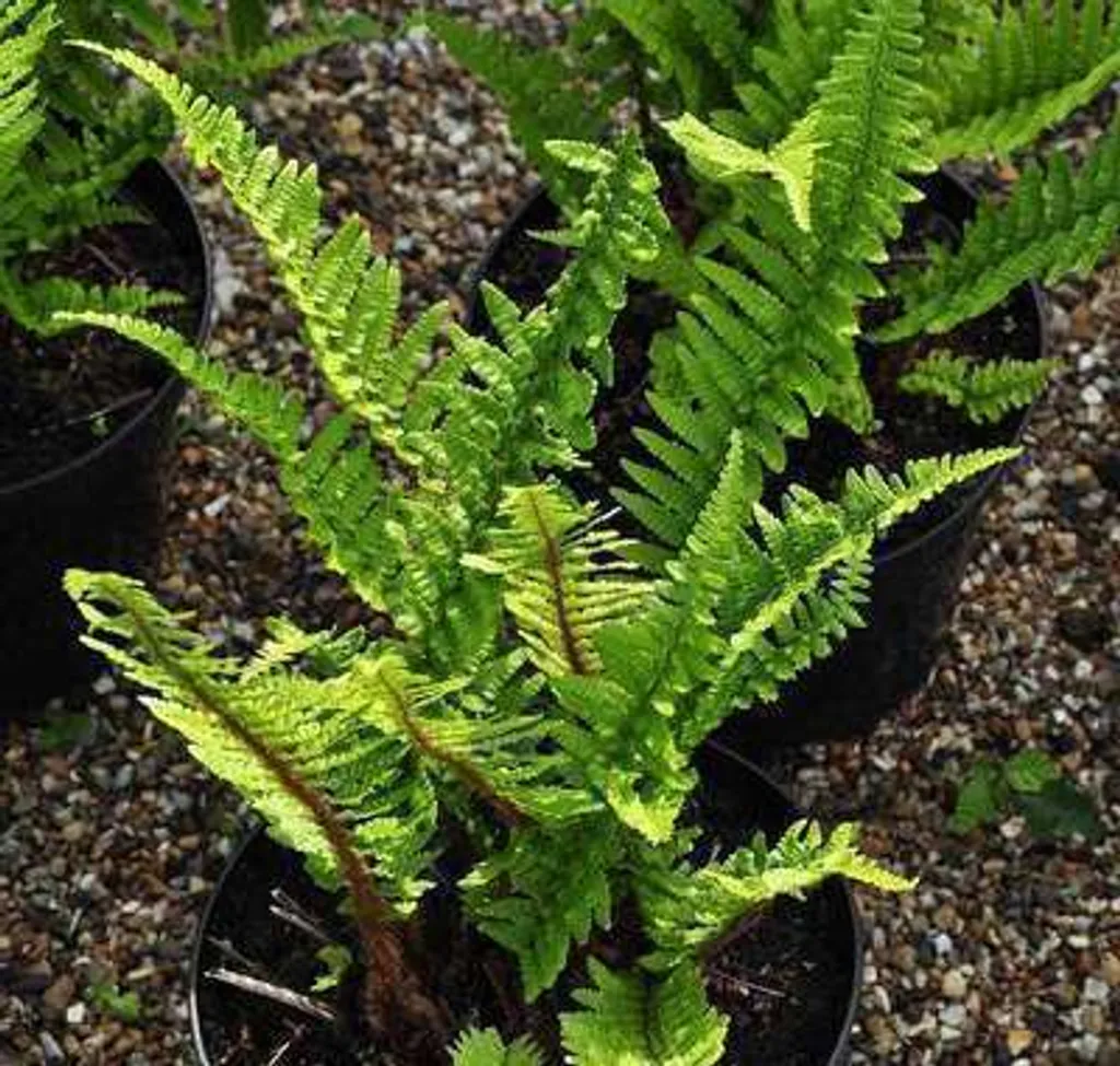 Polystichum polyblepharum : 6 fougères persistantes au feuillage luisant - 3