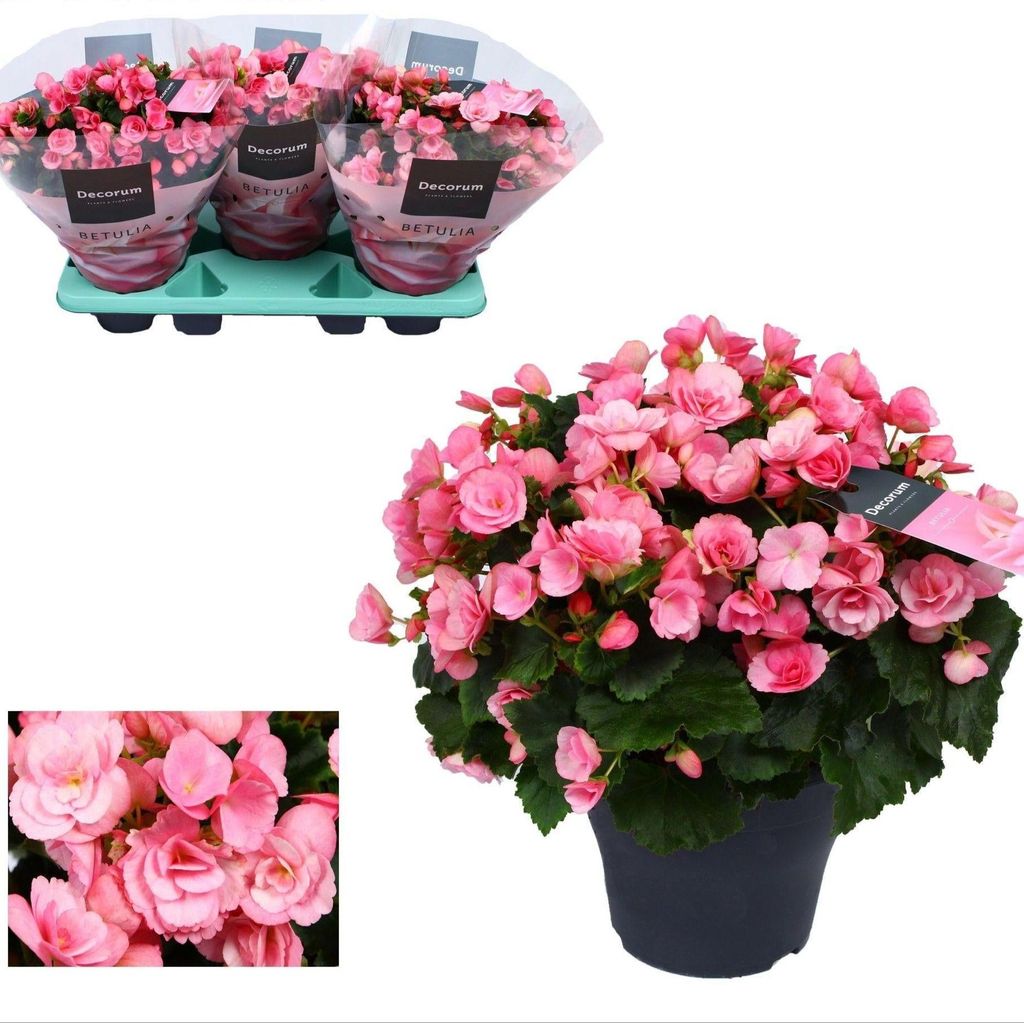 Begonia Betulia Candy rosa Blühfreudige Balkonpflanze 35cm Ø19cm Pflegeleicht