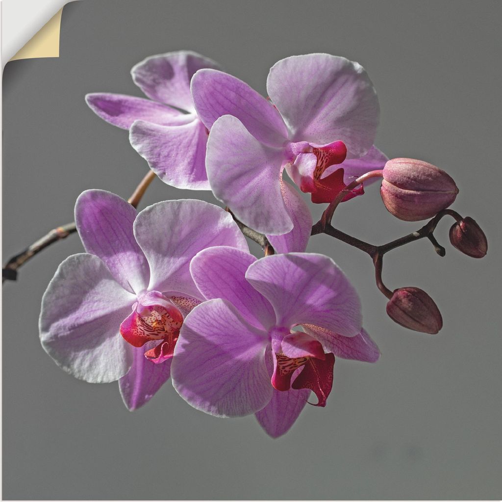 ARTland Wandbild, selbstklebend Orchideentraum Größe: 100x100 cm