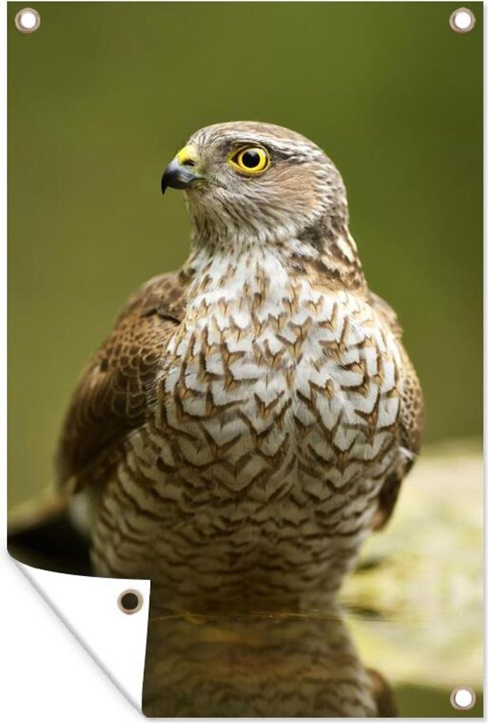 MuchoWow 60x90 cm Outdoor-Poster Gartendeko Sichtschutz Garten Poster für den Garten Porträt eines braunen Sperbers