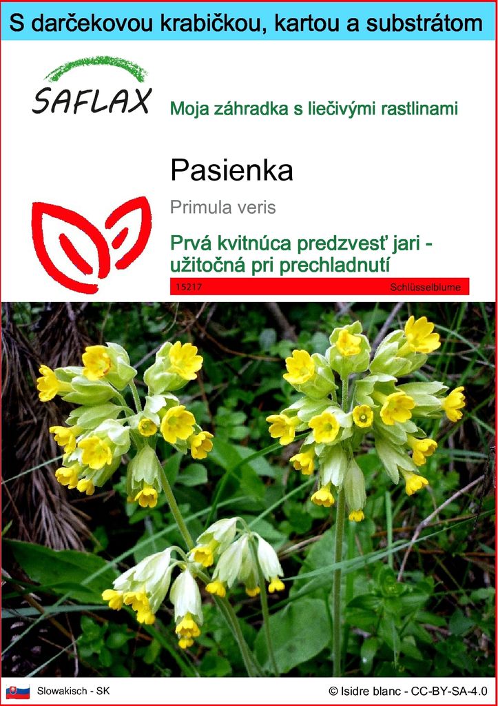 SAFLAX Darčeková sada - pasienka - Primula veris - 100 Obrázok produktu 