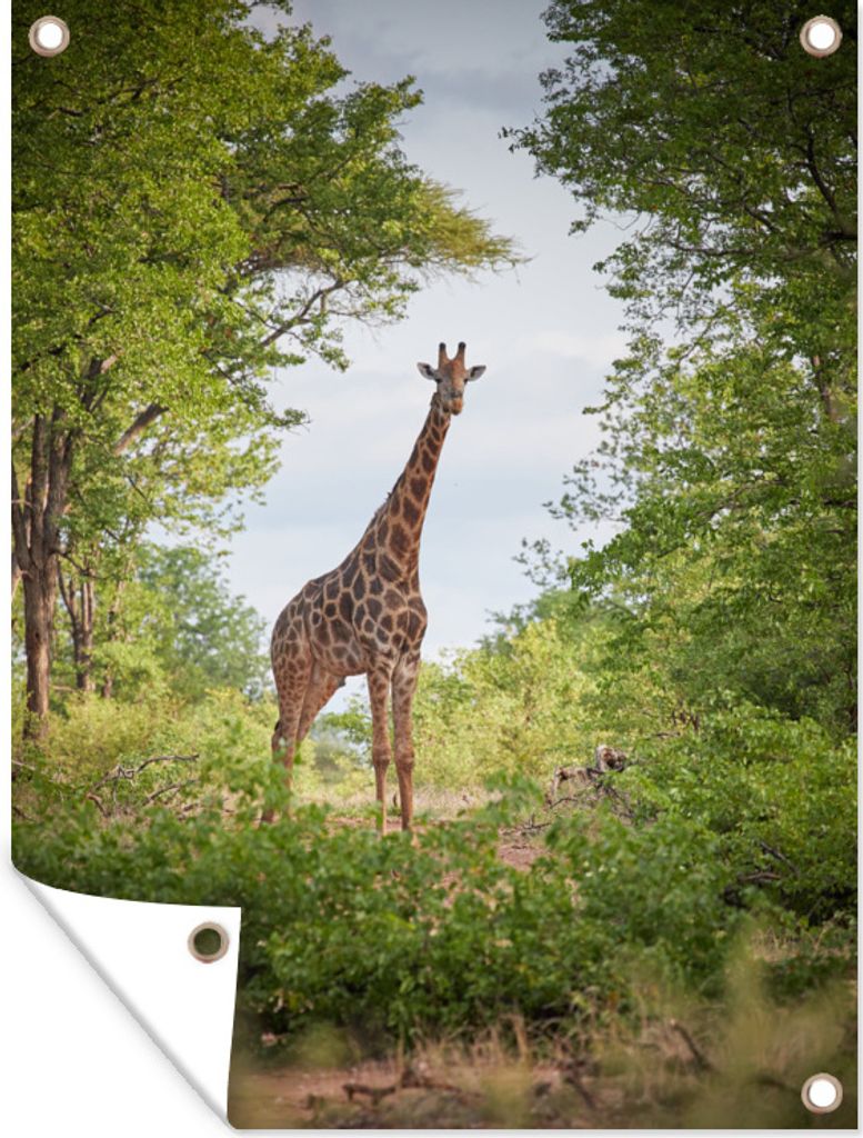 MuchoWow 90x120 cm Outdoor-Poster Gartendeko Sichtschutz Garten Poster für den Garten Giraffe - Tier - Büsche