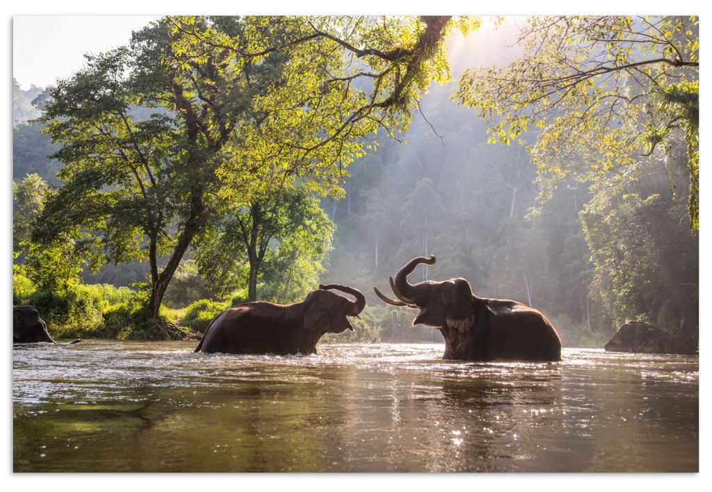 MuchoWow Poster Elefant - Wasser - Tiere - Bäume - Sonne 120x80 cm - Bilder