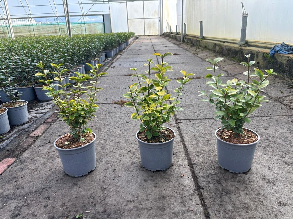 Ligustrum vulg. 'Atrovirens' - Liguster | 20/+ im Topf