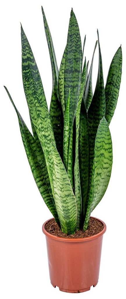 Bloomique - Sansevieria Zeylanica - Langue de belle-mère - Image du produit 