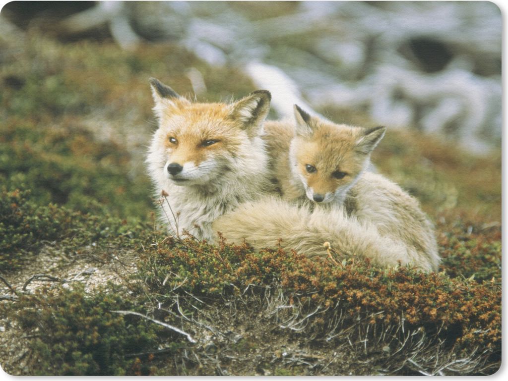 MuchoWow Mauspad Mousepad Füchse - Moos - Jung 23x19 cm - Mousepads - Maus Mat - Pad - Mausunterlage - Schreibtischunterlage - Mauspad