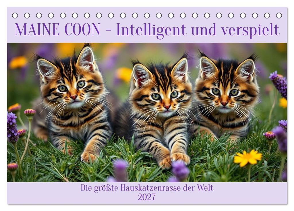 Maine Coon - Intelligent und verspielt (Tischkalender 2027 DIN A5 quer), CALVENDO Monatskalender
