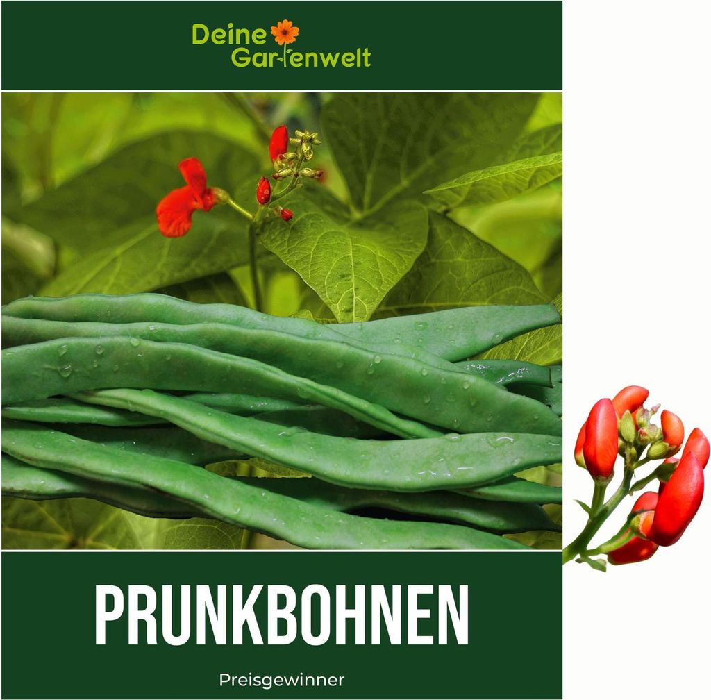 Prunkbohnen Preisgewinner Samen - Phaseolus coccineus - Produktbild 