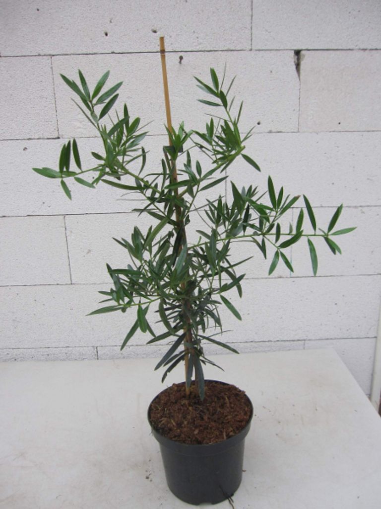 Steineibe - Podocarpus elatus - 40-60cm Produktbild 