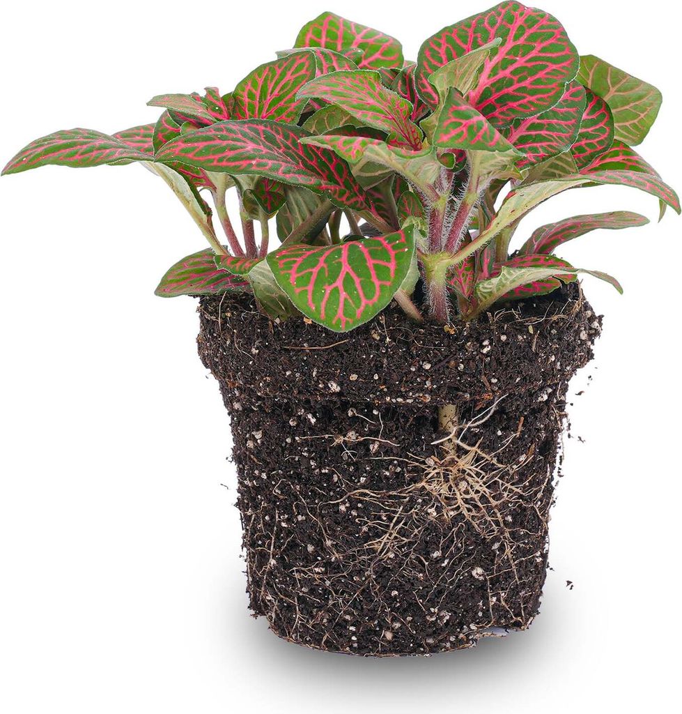 Fittonia Rot - Mosaikpflanze