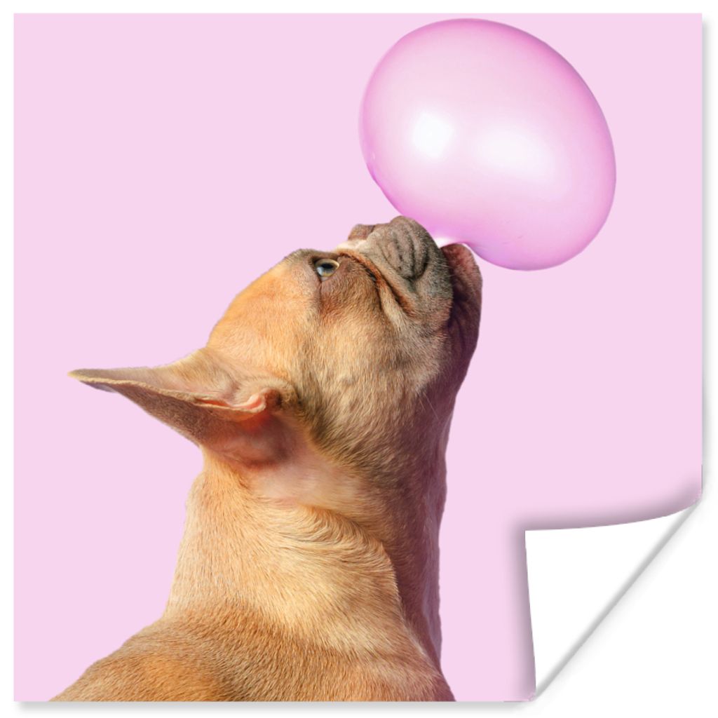 MuchoWow Poster Hund - Tiere - Kaugummi - Rosa 30x30 cm - Wandposter - Printing