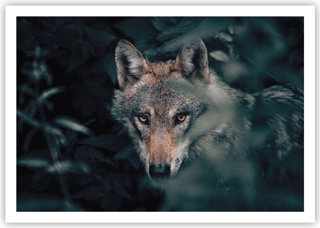 Poster - Poster ohne Rahmen - Wolf Wald Raubtier - 100x70 cm - Wand Bild - Wanddeko - Wandbilder - Kunstposter - Wandposter - Bilder - Kunstdruck -...