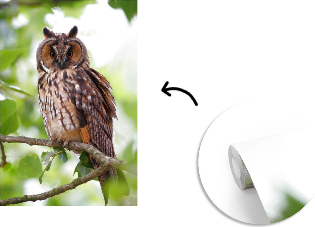 MuchoWow Fototapete für Wohnzimmer oder Schlafzimmer Wandtapete Vinyl Motivtapete Eine Waldohreule hoch oben im Baum schaut direkt in die Kamera...