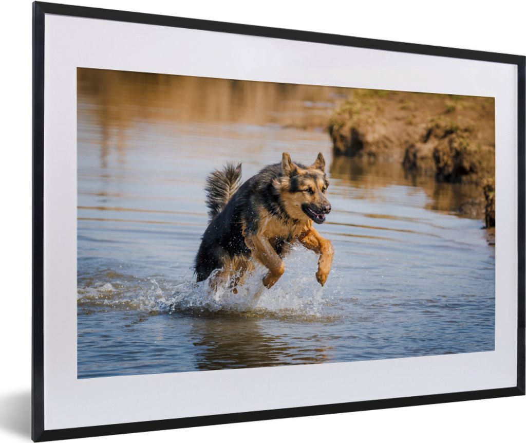MuchoWow MuchoWow Gerahmtes Poster Ein Deutscher Schäferhund spielt im Wasser 60x40 cm - Poster mit zchwarzem Bilderrahmen - Schlafzimmer - Pl...
