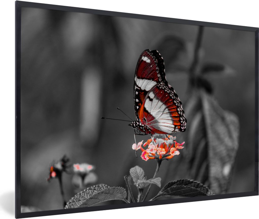 MuchoWow Gerahmtes Poster Schmetterling - Tiere - Blumen - Schwarz und weiß - Orange 60x40 cm - Poster mit Schwarzem Bilderrahmen Wandposter Rah...