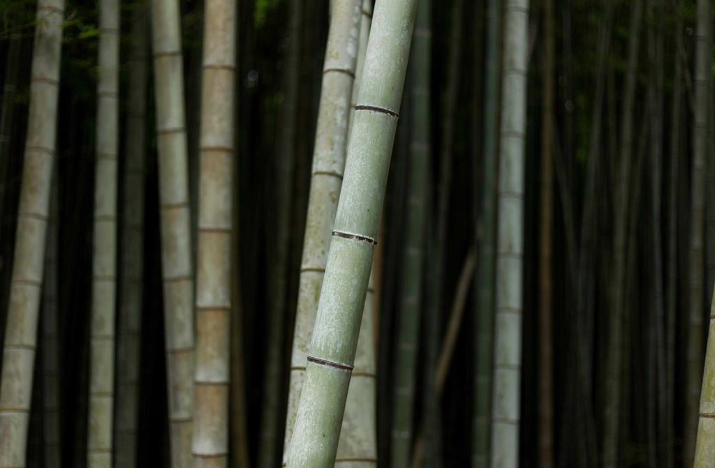 hansepuzzle 28151 - Bambus Puzzle, 500 Teile, Natur, 46,0 x 30,0cm mit hochwertiger Aufbewahrung, Kartonbox und wiederverschließbarem Beutel