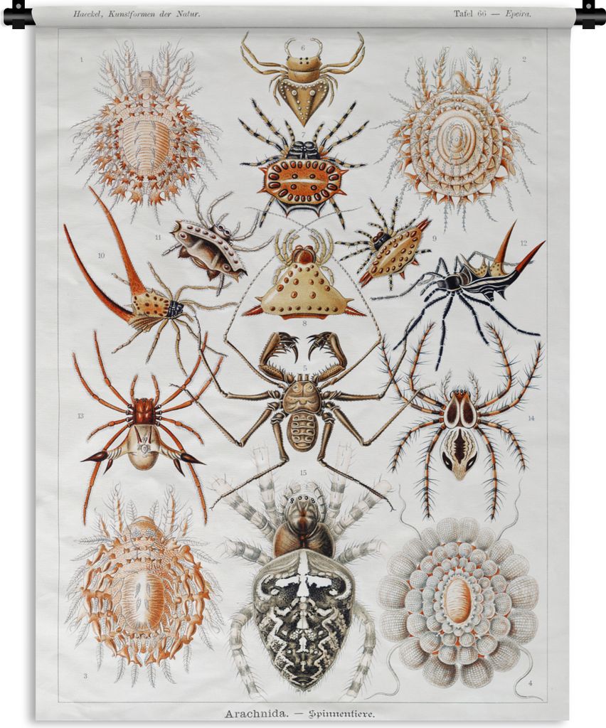 MuchoWow Wandteppich Wandbehang Retro - Spinne - Ernst Haeckel - Spinnen 60x80 cm Tapisserie Dekoration Wandtuch - Decke - Wandtücher - Wohne