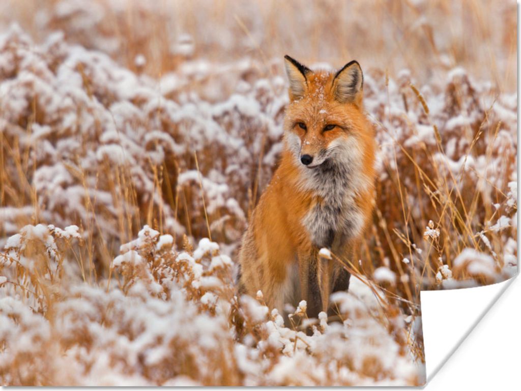 MuchoWow Poster Fuchs - Pflanzen - Schnee 80x60 cm - Kunst für zu Hause