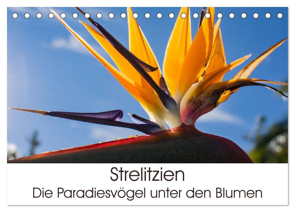 Strelitzien - die Paradiesvögel unter den Blumen (Tischkalender 2027 DIN A5 quer), CALVENDO Monatskalender