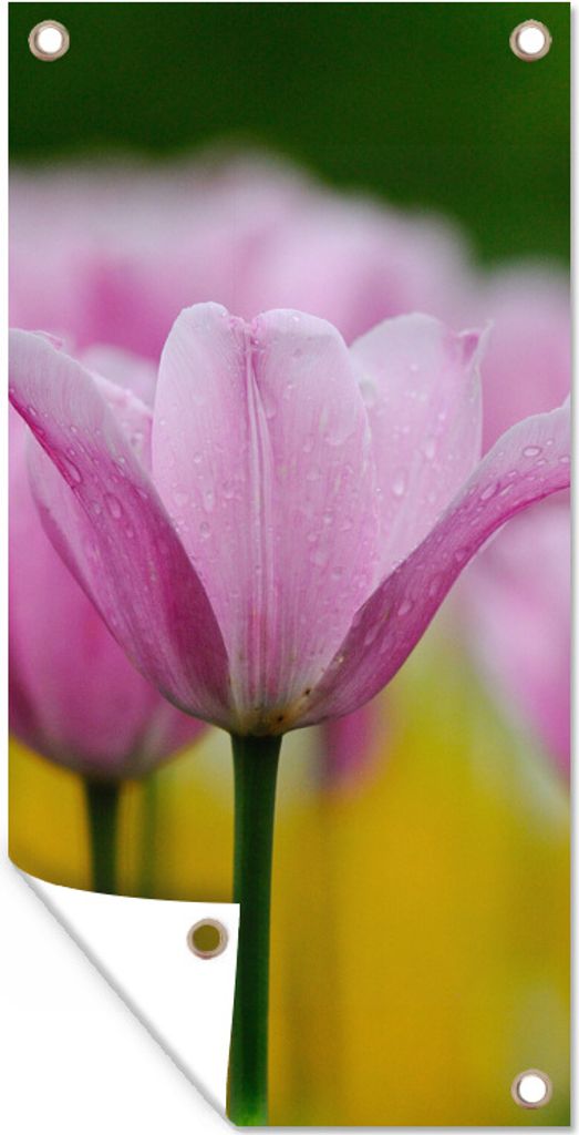 MuchoWow 30x60 cm Outdoor-Poster Gartendeko Sichtschutz Garten Poster für den Garten Blumen - Tulpen - Rosa