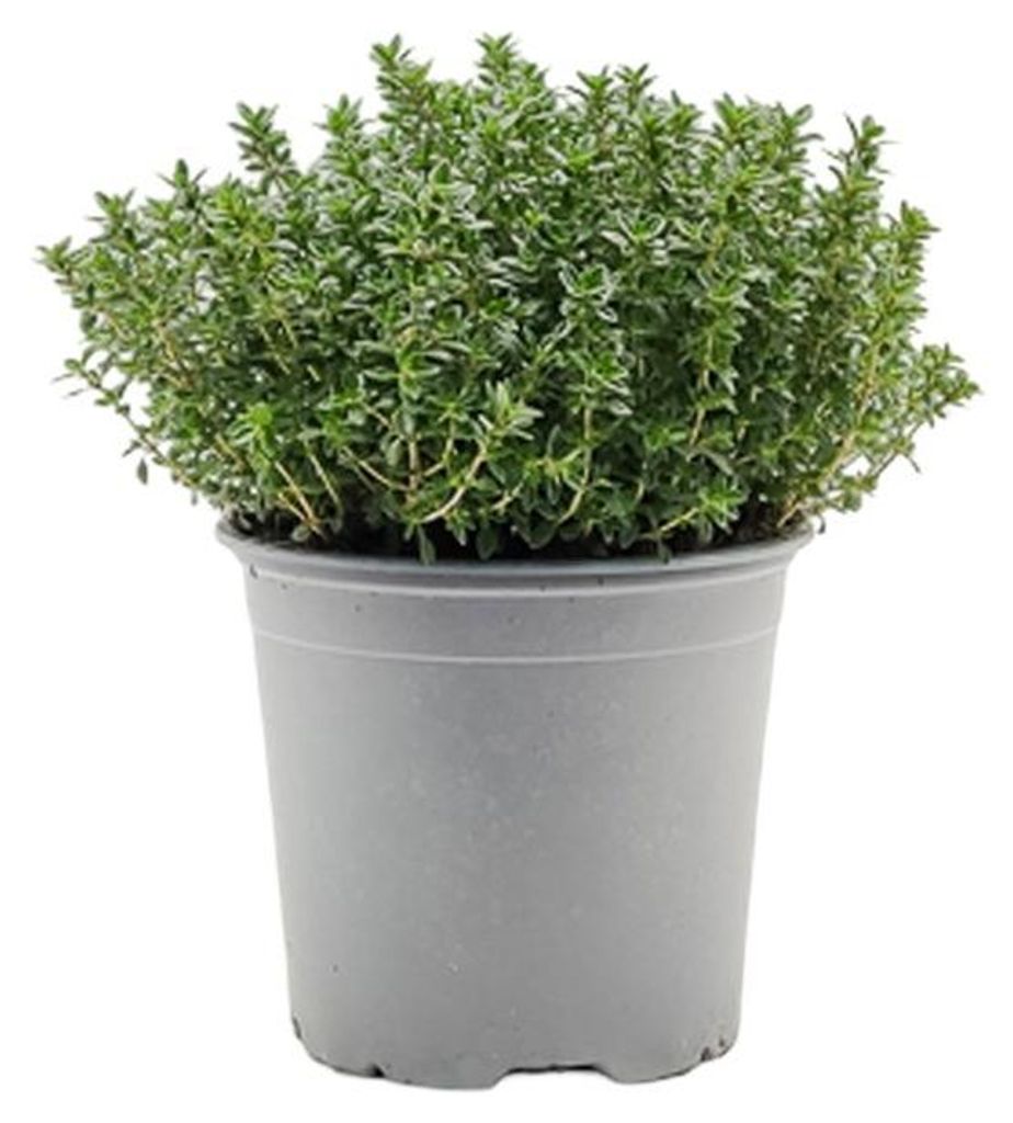Warentuin Producten