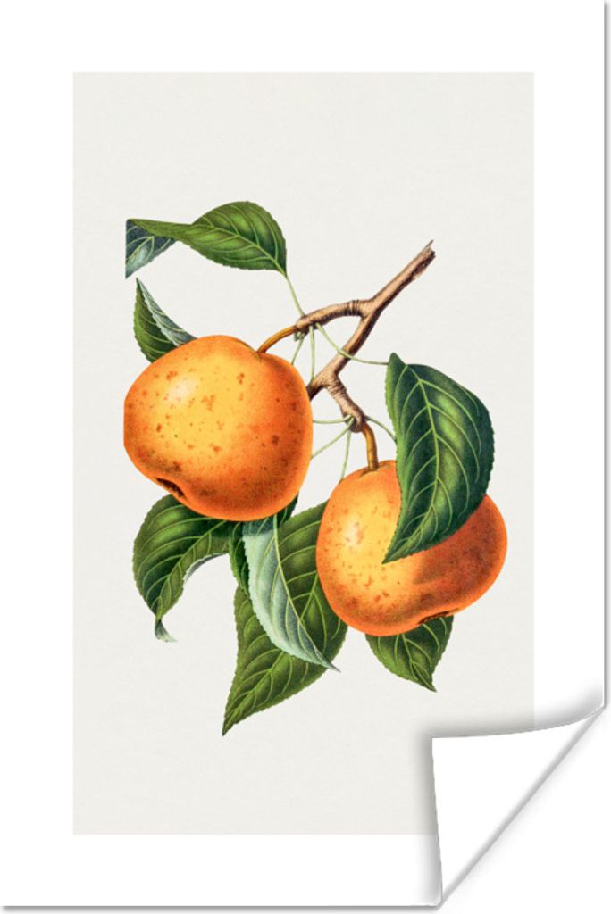 MuchoWow Poster Lebensmittel - Orange - Obst 20x30 cm - Papierdruck