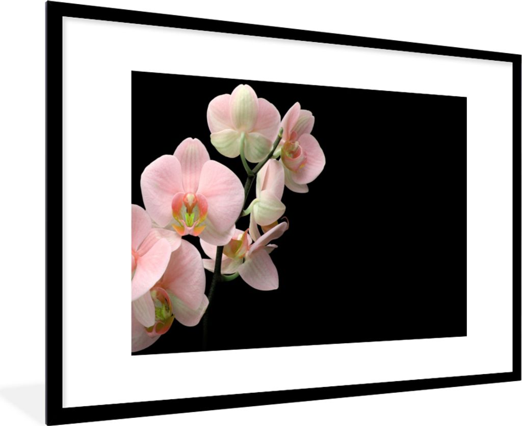 MuchoWow® Gerahmtes Poster Orchidee - Blumen - Rosa - Produktbild 
