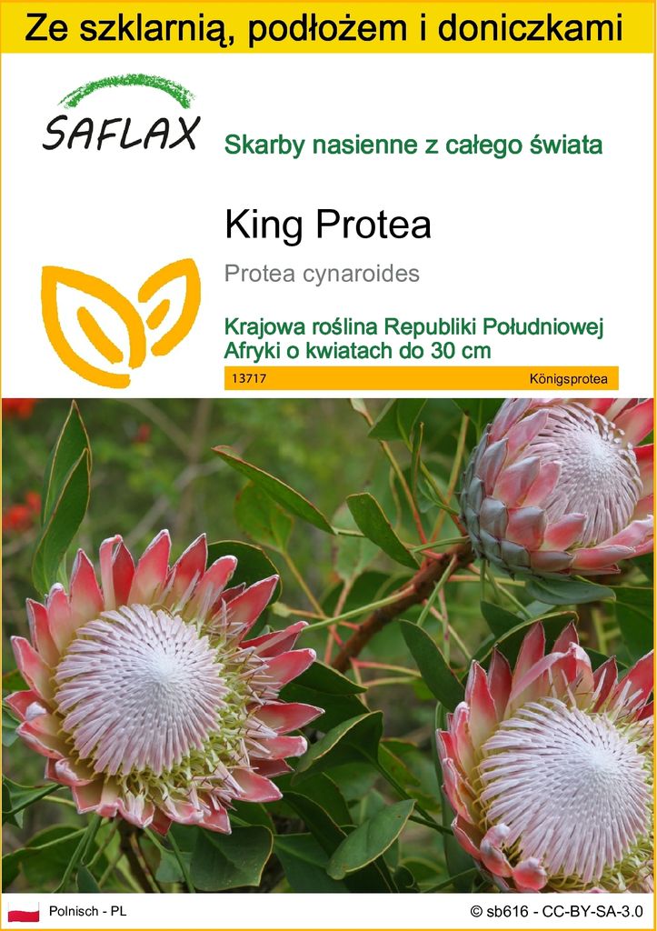 SAFLAX - Zestaw do uprawy - King Protea - 5 Nasiona - Z Zdjęcie produktu 