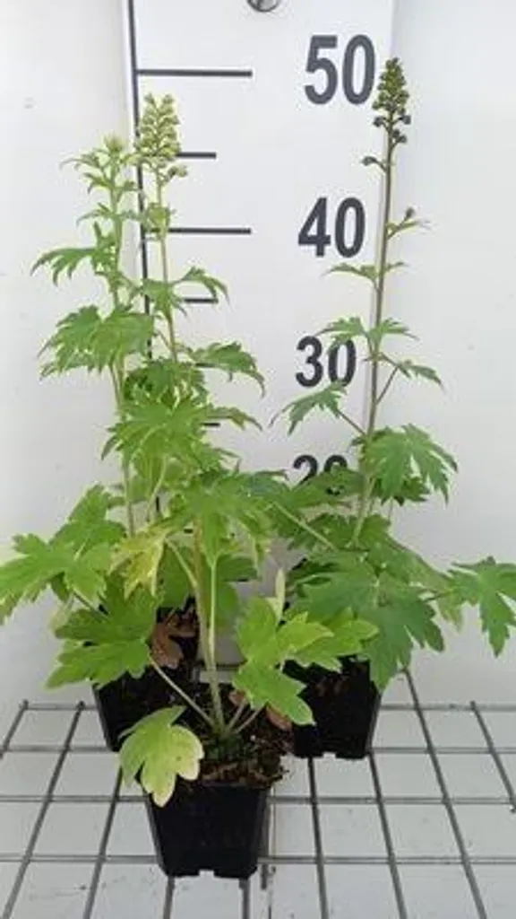 Plante Vivace Delphinium Summer Skies - 6 Pieds de Fleurs Bleues en Pot